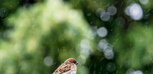 В Украине в ближайшие дни сохранится дождливая, прохладная погода