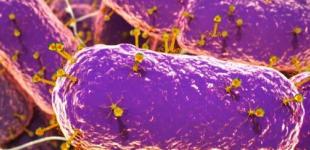 Ученые обнаружили в кишечнике человека 140 тысяч видов вирусов 