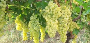 В Украине начали продавать первый в этом сезоне виноград