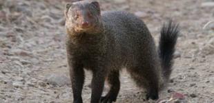 Игривые мангусты сорвали турнир по гольфу в ЮАР