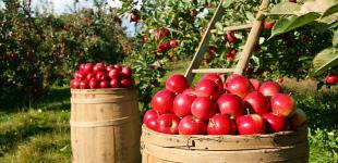 Яблоки в Украине стали 