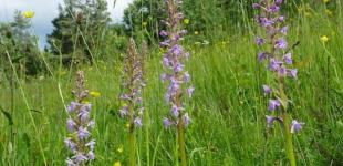 В Луганской области обнаружили редкую дикую орхидею 