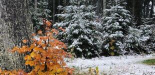 Температурные контрасты: синоптики ошарашили прогнозом до конца недели   