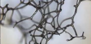 Жизнь на Земле появилась до кислорода