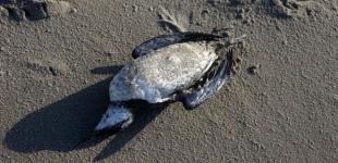 В Нидерландах по неизвестным причинам погибли 20 000 птиц