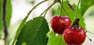 В Україні у п’ятницю спеку подекуди остудять дощі з грозами