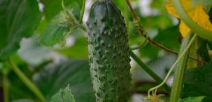 Цей простий прийом сильно збільшить ваш урожай огірків