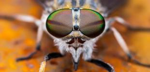 В Украине определили ТОП-3 больно жалящих насекомых