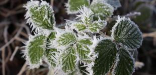 Ночные морозы усилятся: прогноз погоды в Украине на четверг, 11 ноября