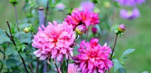 Грозові дощі та спека: прогноз погоди в Україні на вихідні, 20-21 серпня