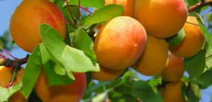 Сезон абрикосов: 4 десерта из полезного фрукта