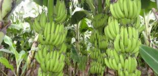 В Туркменистане впервые вырастили урожай бананов 