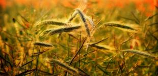 Дожди покинут Украину на один день: синоптики назвали дату