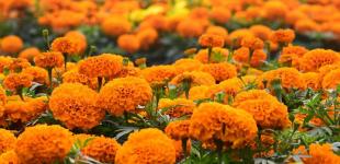 Вночі температура повітря знизиться до +5°: прогноз погоди в Україні на п'ятницю, 2 вересня