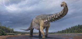 В Австралии обнаружены останки самого крупного динозавра длиной 30 метров