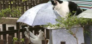 Коли до України прийде довгоочікуване потепління: синоптик назвав дати