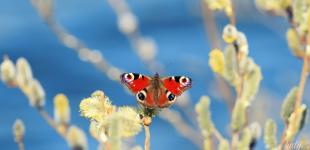 Гороскоп на 17 березня для всіх знаків зодіаку: день, коли ми будемо пожинати плоди своїх зусиль