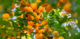 Травневі заморозки можуть знищити врожай абрикосів і персиків: наскільки злетять ціни