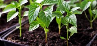 Висівання перцю та баклажанів у березні: як отримати сходи за 5 днів