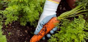 Які овочі садити у квітні: 7 культур для швидкого врожаю