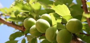 Як захистити абрикос, персик, інші кісточкові культури від клястероспоріозу та парші: терміни, препарати та правила оброблення