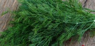 Укроп: сорта, виды, выращивание, выбор семян