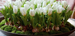 Тюльпаны: Сохраняем букет тюльпанов свежим