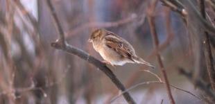 Тепло отменяется: в Украину идет похолодание