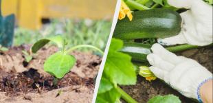 Починати саджати кабачки насінням можна лише з цього дня: не раніше, не пізніше