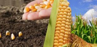 Календар посіву кукурудзи в Україні: лише 7 днів підходять за місячним календарем