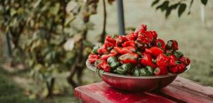 Де не можна висаджувати перець на городі: врожаю можна й не дочекатися