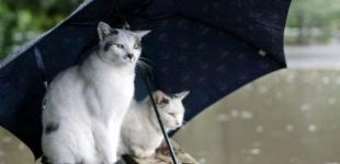 В Украину несется тепло и грозы: где будет больше всего осадков