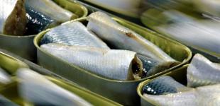 Риба, яку ми недооцінюємо: недорога, смачна і корисніша за оселедець, лосось та скумбрію