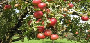 Обрізання плодових дерев навесні: найкращі поради