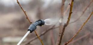 Перше оброблення саду навесні: чим кропити від шкідників і хвороб