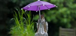 В Украину идет сезон дождей и гроз: какие области «промокнут»