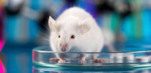 В Украине запретили испытания косметики на животных