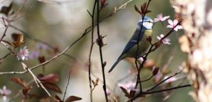 Начало апреля в Украине будет с рекордами: синоптики дали свежий прогноз