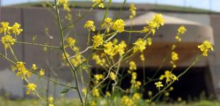 Якою буде погода у квітні: прогноз Укргідрометцентру на місяць