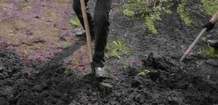 Коли вже можна починати роботи на городі в березні: на які сигнали природи звертати увагу