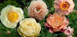 Пионы – необычные цветы