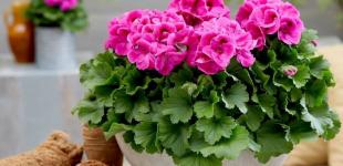 Герань зацвіте в два рази пишніше: як правильно обрізати квітку після зими