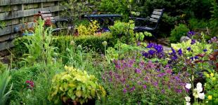 Топ 10 декоративних рослин, які витісняють бур’яни: дієвий спосіб позбутися проблеми раз і назавжди