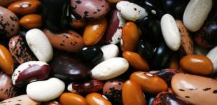 Коли садити квасолю 2026 року у відкритий ґрунт — вдалі дати