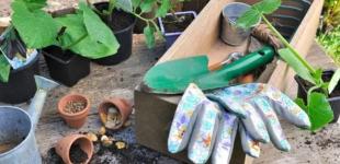 Що обов’язково потрібно зробити у травні на городі та в саду