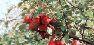 Що обрізати у квітні для рясного цвітіння і врожаю: експерт назвав 5 рослин