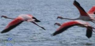 Фламінго на Тузлівських лиманах — перші розвідники прилетіли з моря і є надія на гніздування
