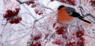 Зима начнется с гололеда, снега и мороза