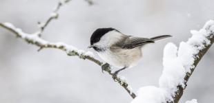 На смену метелям идут крепкие морозы: погода в Украине на выходные