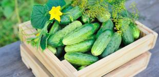 Кому нельзя есть огурцы